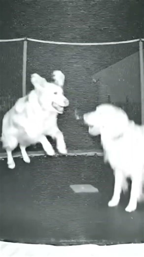 Dogs jumping on trampoline!! #funny #dogs #animals