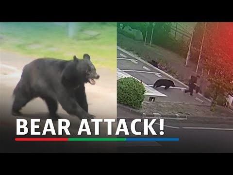 Bear attacks people in Japan's Fukushima, injures 4 | ABS-CBN News