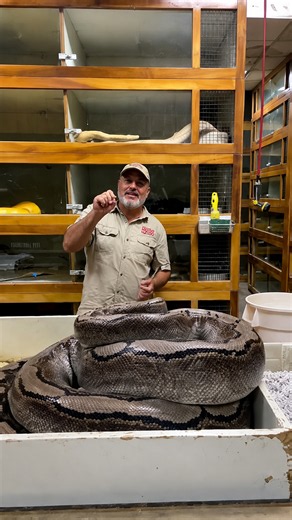 Breeder faces careful challenge while moving python away from eggs