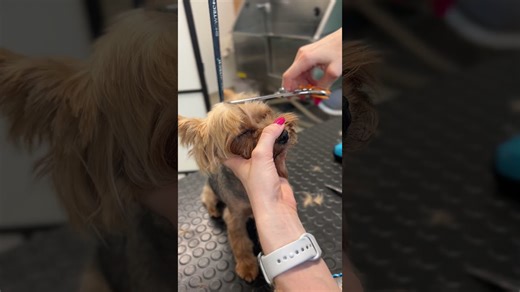 Yorkshire terrier face transformation: stunning before & after grooming!