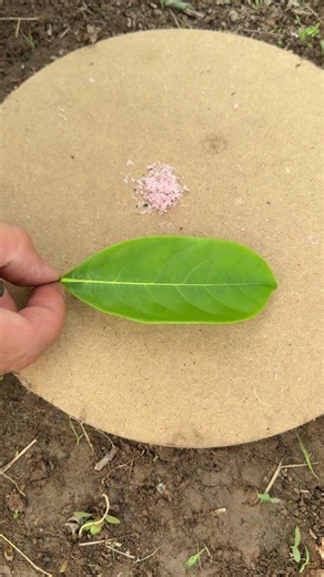 Camping Fire Trick Using Recycled Forest Materials #camping