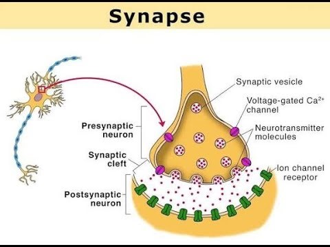 Criteria for Synaptic NeuroTransmitters, substance as a true neurotransmitter at a synapse