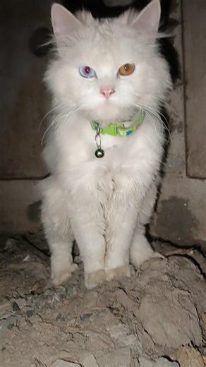 “Most Viral Cat Moments Ever (So Funny!)”