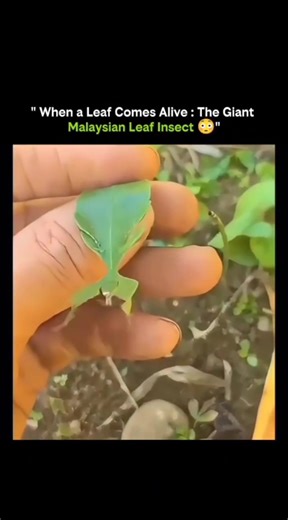 SCIENCE | HISTORY | KNOWLADGE on Instagram: "🍃 When a Leaf Comes Alive — The Giant Malaysian Leaf Insect • At first glance, it looks like a perfect green leaf. • Veins, edges, and even bite marks are part of its body design. • This is the Giant Malaysian Leaf Insect. • Its camouflage is an example of extreme mimicry. • Predators rely on vision, and this insect exploits that weakness. • The shape, color, and texture match real leaves precisely. • Even its slow swaying movement mimics leaves in t