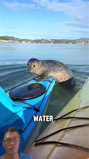 These seals are way too cute AND smart! #Seals #CuteAnimals #animalshorts #FunnyAnimals #viralshorts