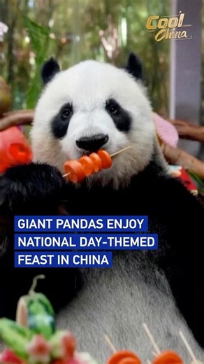 Giant pandas enjoy National Day-themed feast in China #coolchina