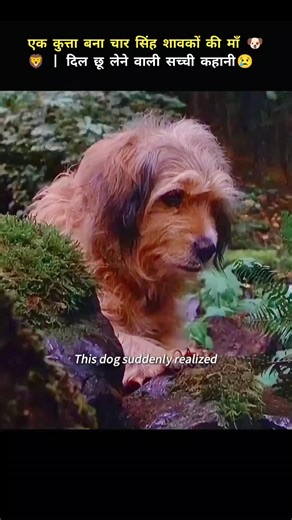 A Dog Nurtures Four Lion Cubs: A Heartwarming Story