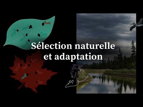 Sélection naturelle et adaptation