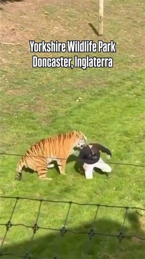 Tigre ataca hombre tras invadir su recinto en Yorkshire Wildlife Park, Inglaterra