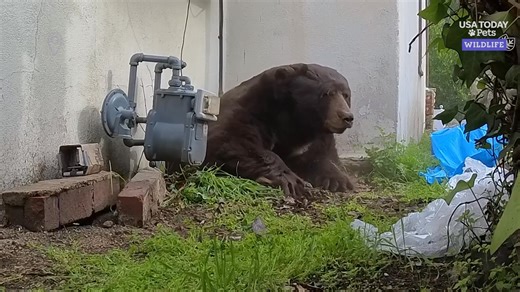"Go, go! He's out, he's out!" A massive bear was "ordered to vacate" a California home's crawlspace. A removal team from BEAR League helped to evict the over 500 pound animal that had been squatting underneath the property for at least a month. | Observer-Dispatch
