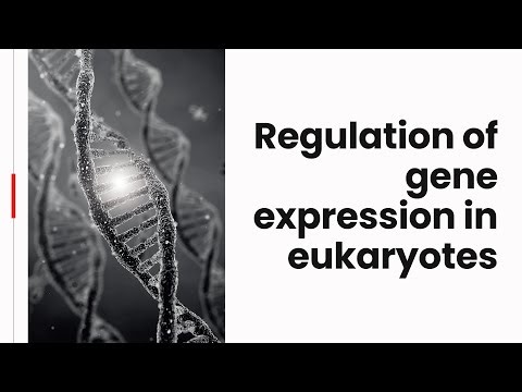 Regulation of Gene Expression in Eukaryotes | Epigenetics, Transcription & PostTranslational Control