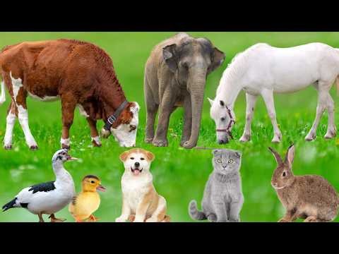 Farm Animal Life: Cow, Chicken, Cat, Sheep, Dog, Pig, Duck, Hippopotamus, Zebra - Explore Animals