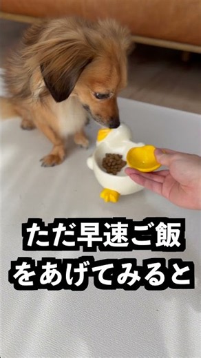 This duck is so tricky that almost everyone uses it wrong at first, but it’s actually incredibly ...