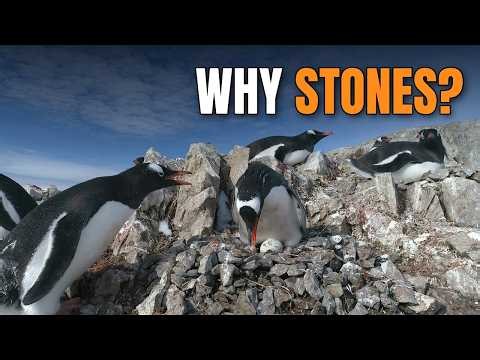Why Gentoo Penguins Build Their Nests From Stones | Antarctica 4K Documentary