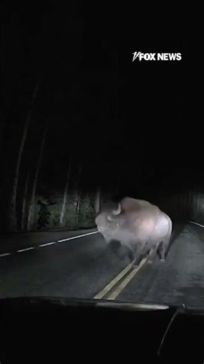 Bison CHARGES driver in terrifying Yellowstone encounter #shorts