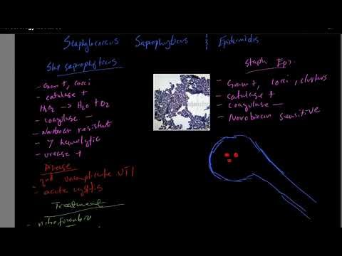 High-yield Staphylococcus Saprophyticus & Epidermidis