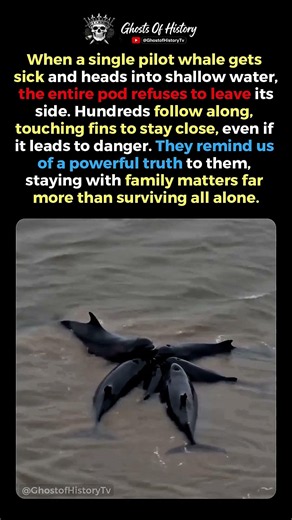 Pilot Whales Stay Close to Their Pod