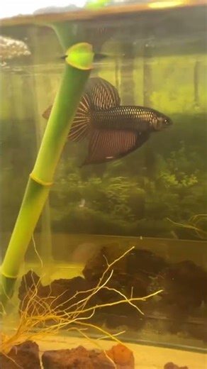 Shiny copper smaragdina ✨ #bettafish #aquarium #fishcare