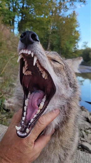 PRETTIEST COYOTE EVER! 🐺 #wildlife #weavethecoyote #dog #cute #puppy #animals #funny #friends #love