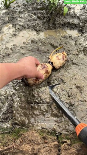🪷⚙️ Lotus Root Rhizome Mud Planting Small Hand Hoe
