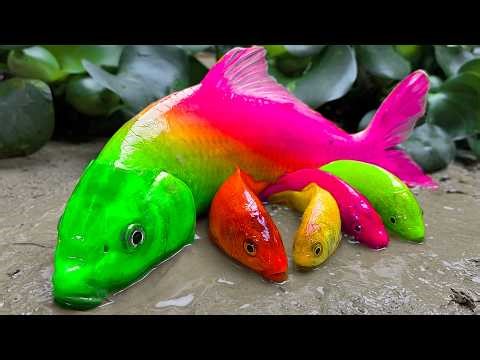 Stop Motion ASMR - Koi Fish Hunting Pink Catfish | Colorful Koi Fish | Primitive Cooking Experiment
