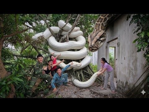 Brave Expert Rescues Younger Sister from Giant White Anaconda