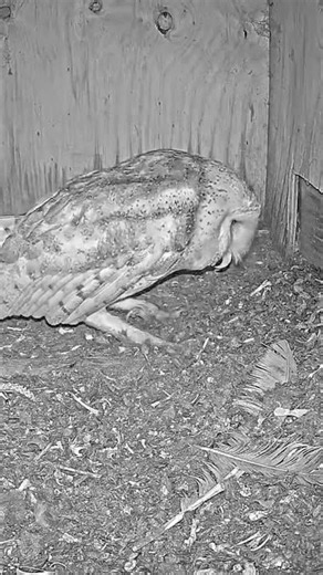 Barn Owl Happy Dance! 🕺🦉 Watch Her Excited Feet in the Nest Box!