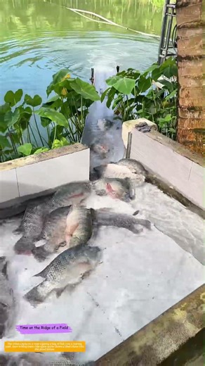 Why Releasing Fish Right Beats Just Tipping a Bucket