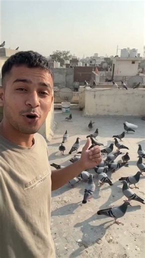 Feeding My Pigeons a Huge Feast! 🐦❤️ | Pigeon Vlog #shorts
