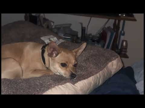 Ginger Tests FOX’s New Dog Bed | Talking Dog Reactions #talkingdog #dogstalking #fypdog #dogs