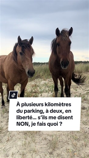À plusieurs kilomètres du parking, Arwen et Qoubi sont libres. ⠀ S’ils me disent « non merci »… ⠀ je force ? je cède ? ⠀ Ou je reste en conversation ? ⠀ À force d’écouter leurs petits « non » sans perdre mon intention, j’ai construit quelque chose de beaucoup plus précieux : ⠀ de grands OUI. ⠀ Oui pour rester. Oui pour revenir quand je les rappelle. Oui pour être pansés, sellés… et repartir ensemble. ⠀ Un « non » à ma proposition n’est pas forcément un « non » à la relation. ⠀ Encore faut-il que