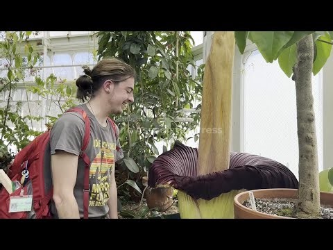 Rotting eggs, sun-baked diapers and more: Corpse flower captivates visitors