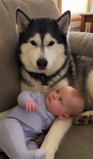 Husky and Baby 🥹 Sheldon Relaxes with Baby Leonard