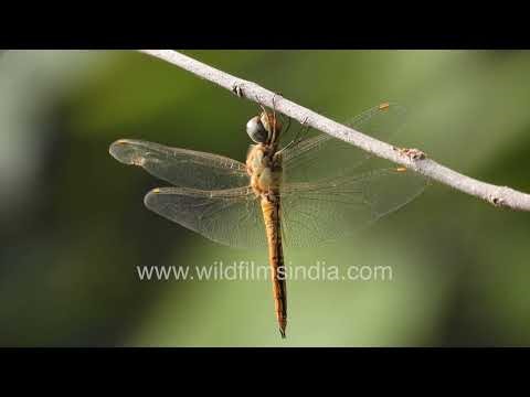 Globe Skimmer Dragonfly resting on branch in New Delhi, India