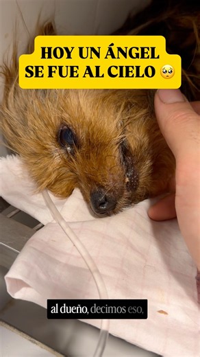 Esto Sucedió con RINGO 🐶🥺