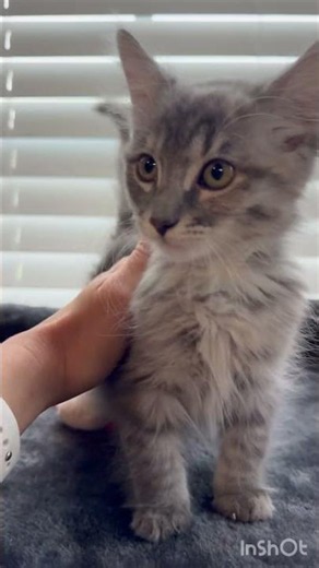 Sterling the Kitty!