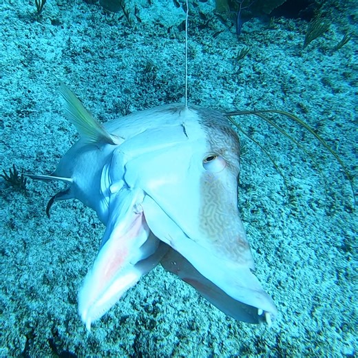 This is the World's Best Tasting Fish! | Ryan Myers Spearfishing