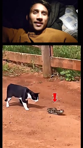 Cat Outsmarts a Snake! #trending #animals #wildlife #cat #snake #shorts