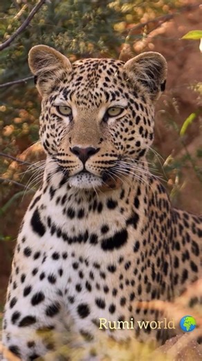 powerful Chinese animal hunter : North Chinese Leopard. #facts #leopard #wildlife #documentary