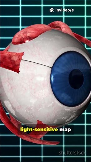 How Birds Read Earth’s Hidden Map#BirdNavigation #Magnetoreception #Migration #AvianCompass