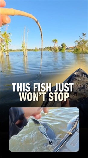 This fish took him for a ride 👀