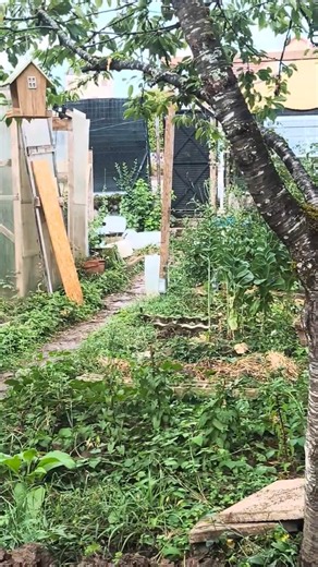 Enfin la pluie au potager ! Mes légumes respirent 🌧️🌱