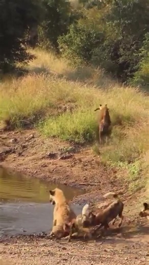 Wild Dogs vs Wolves - Survival in the Wild 🐺🔥