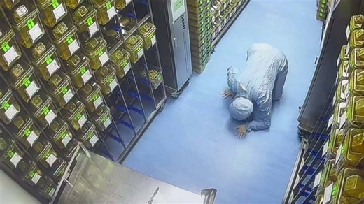 Sneaky lab mouse avoids capture by climbing on lab tech's shoulder in scene straight out of Tom and Jerry