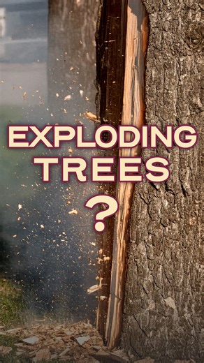 Roanoke College - Salem, Virginia on Instagram: "With freezing temperatures across the Southeast, you may have heard of “exploding trees” on social media.🧊🌳 Do trees really explode? We asked Dr. Michael Wise, professor of environmental studies. #RoanokeCollege #BrainyBits #ExplodingTrees"