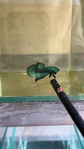 Kolkata Bettas on Instagram: "The **Green Alien Hybrid Betta** is a selectively bred betta derived from wild *Betta* species crossed with *Betta splendens*. It is known for its intense metallic green sheen, compact body, and shorter fins that highlight its natural, wild-type look. This hybrid is active, hardy, and displays stronger swimming ability than long-fin bettas. Green alien hybrid bettas prefer warm, clean water with plants and hiding spaces, and males are territorial, making them best k