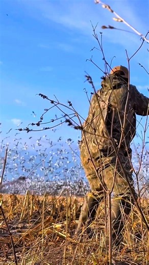 Millions of snow geese… one perfect jump shoot! #snowgeese #goose #geese #hunting #shorts