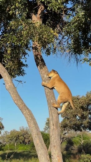 Leopard Escapes Lioness by Climbing a Tree
