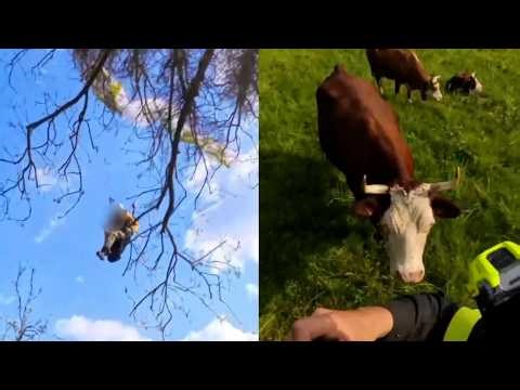 Cows Watch As Firefighters Rescue Paraglider Stuck In Tree