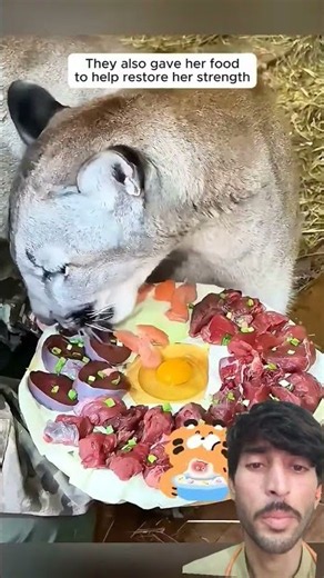 Mountain lion seeks help from humans to rescue her mate